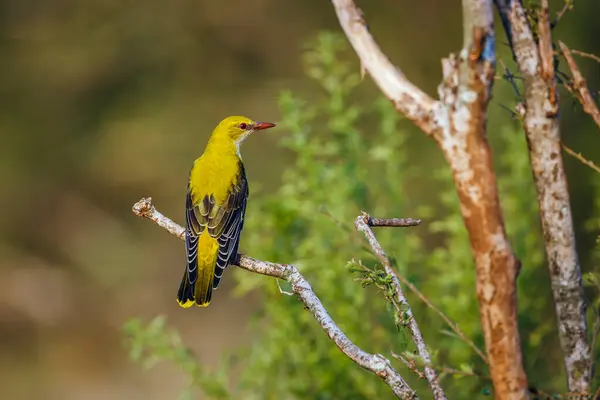 stock image Eurasian Golden-Oriole standing rear view on a shrub in Kruger National park, South Africa ; Specie Oriolus oriolus family of Oriolidae