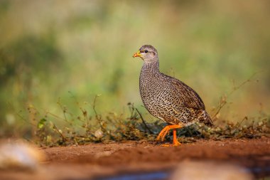 Güney Afrika Kruger Ulusal Parkı 'ndaki su birikintisi boyunca yürüyen Natal Francolin; Phasianidae familyasından Specie Pternistis natalensis