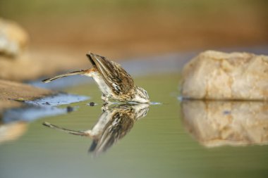 Kızıl, Güney Afrika 'daki Kruger Ulusal Parkı' nda yansıması olan Robin 'in su birikintisinde yıkanmasını destekledi; Specie Cercotrichas löcophrys Musicapidae ailesi