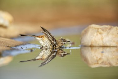 Red backed Scrub Robin bathing in waterhole with reflection in Kruger National park, South Africa; specie Cercotrichas leucophrys family of Musicapidae clipart