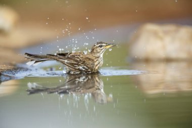 Kızıl, Güney Afrika 'daki Kruger Ulusal Parkı' nda yansıması olan Robin 'in su birikintisinde yıkanmasını destekledi; Specie Cercotrichas löcophrys Musicapidae ailesi
