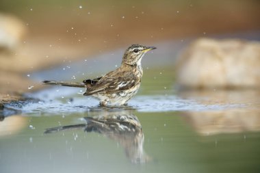 Kızıl, Güney Afrika 'daki Kruger Ulusal Parkı' nda yansıması olan Robin 'in su birikintisinde yıkanmasını destekledi; Specie Cercotrichas löcophrys Musicapidae ailesi