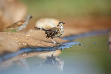 Red backed Scrub Robin along waterhole with reflection in Kruger National park, South Africa; specie Cercotrichas leucophrys family of Musicapidae clipart