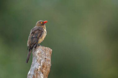Kırmızı gagalı Oxpecker, Güney Afrika 'daki Kruger Ulusal Parkı' ndaki bulanık bir arka planda izole edilmiş bir kütükte duruyor.