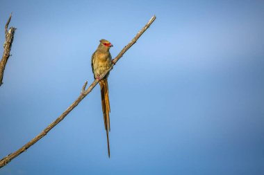 Red faced Mousebird standing on a branch isolated in blue sky in Kruger National park, South Africa ; Specie Urocolius indicus family of Coliidae clipart