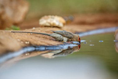 Red faced Mousebird drinking in waterhole with reflection in Kruger National park, South Africa ; Specie Urocolius indicus family of Coliidae clipart