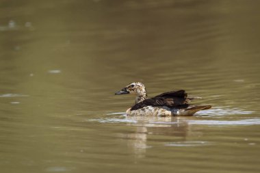 Güney Afrika 'daki Kruger Ulusal Parkı' nda gölde yüzen beyaz sırtlı ördek; Anatidae familyasından Specie Thalassornis luconotus