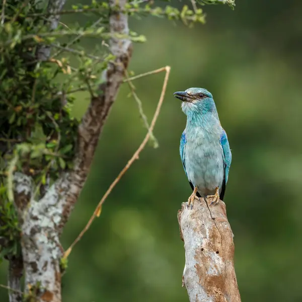 stock image European Roller standing front view on a log isolated in natural background in Kruger National park, South Africa ; Specie Coracias garrulus family of Coraciidae