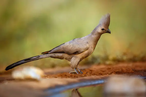 stock image Grey go away bird along waterhole in Kruger National park, South Africa ; Specie Corythaixoides concolor family of Musophagidae 