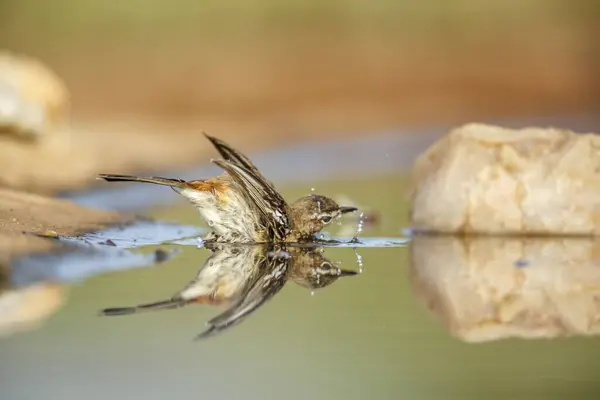 stock image Red backed Scrub Robin bathing in waterhole with reflection in Kruger National park, South Africa; specie Cercotrichas leucophrys family of Musicapidae