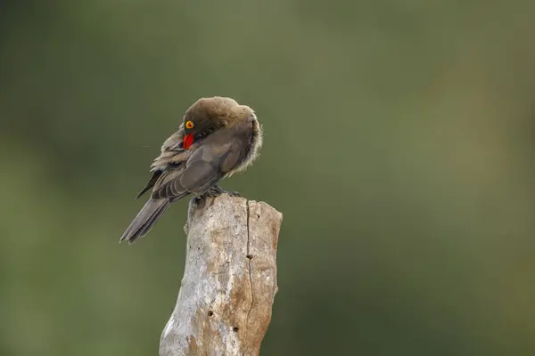 stock image Red billed Oxpecker preening on a log isolated in blur background in Kruger National park, South Africa ; Specie Buphagus erythrorhynchus family of Buphagidae