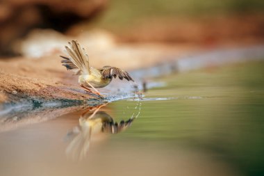 Siyah göğüslü Prinia, Güney Afrika 'daki Kruger Ulusal Parkı' nda, Cisticolidae familyasından Specie Prinia Flavicans 'ın su birikintisinde yıkanıyor.