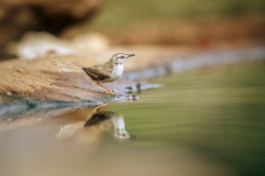 Siyah göğüslü Prinia, Güney Afrika 'daki Kruger Ulusal Parkı' nda, Cisticolidae familyasından Specie Prinia Flavicans 'ın su birikintisinde yıkanıyor.