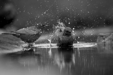 Güney Afrika 'daki Kruger Ulusal Parkı' nda yansıması olan iki Cape Parıltılı Starling, Sturnidae ailesini besliyor.