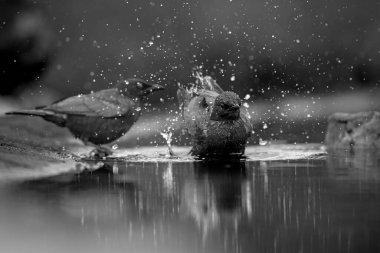 Two Cape Glossy Starling bathing in waterhole with reflection  in Kruger National park, South Africa ; Specie Lamprotornis nitens family of Sturnidae clipart