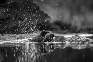 Two Cape Glossy Starling bathing in waterhole with reflection  in Kruger National park, South Africa ; Specie Lamprotornis nitens family of Sturnidae clipart