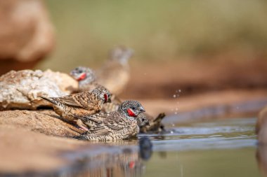 Güney Afrika Kruger Ulusal Parkı 'ndaki su birikintisinde boğaz ispinozu banyosu yapan Estrildidae ailesinden Specie Amadina fasciata