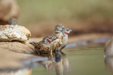 Güney Afrika Kruger Ulusal Parkı 'ndaki su birikintisinde boğaz ispinozu banyosu yapan Estrildidae ailesinden Specie Amadina fasciata