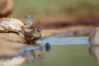 Güney Afrika Kruger Ulusal Parkı 'ndaki su birikintisinde boğaz ispinozu banyosu yapan Estrildidae ailesinden Specie Amadina fasciata