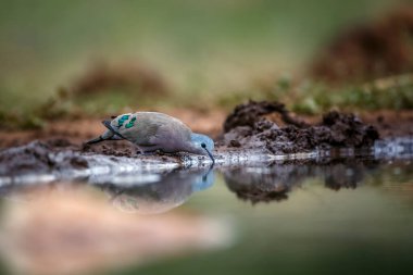 Emerald, Güney Afrika 'daki Kruger Ulusal Parkı' nda, Columbidae ailesinden Specie Turtur chalcospilos 'ta su birikintisinde su içtiğini tespit etti.