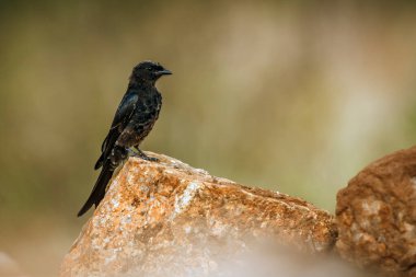 Güney Afrika 'daki Kruger ulusal parkında izole edilmiş bir kayanın üzerinde duran çatal kuyruklu Drongo; Dicrurus adsimilis ailesi Dicruridae