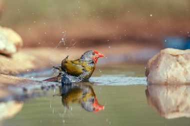 Güney Afrika 'daki Kruger Ulusal Parkı' nda yansıması olan su birikintisinde yıkanan yeşil kanatlı Pytilia; Estrildidae ailesinden Specie Pytilia melba