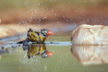 Güney Afrika 'daki Kruger Ulusal Parkı' nda yansıması olan su birikintisinde yıkanan yeşil kanatlı Pytilia; Estrildidae ailesinden Specie Pytilia melba