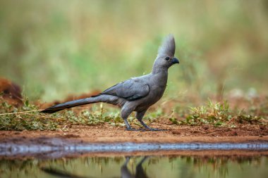 Grey go away bird along waterhole surface level in Kruger National park, South Africa ; Specie Corythaixoides concolor family of Musophagidae  clipart