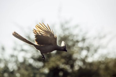 Grey go away bird in flight in backlit  in Kruger National park, South Africa ; Specie Corythaixoides concolor family of Musophagidae  clipart