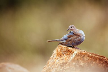 Gülen Güvercin Güney Afrika 'daki Kruger Ulusal Parkı' nda bir kayanın üzerinde duruyor. Columbidae familyasından Specie Streptopelia Senegalensis