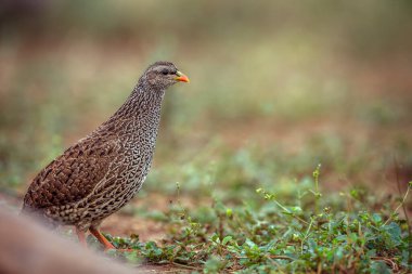 Güney Afrika 'daki Kruger Ulusal Parkı' nda çimlerin üzerinde yürüyen Natal Frankolin; Phasianidae familyasından Specie Pternistis natalensis
