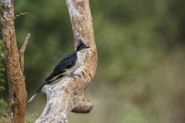 Güney Afrika 'daki Kruger Ulusal Parkı' nda bir dalda duran Pied Cuculidae ailesinden Specie Clamator Jacobinus.