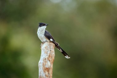 Güney Afrika 'daki Kruger Ulusal Parkı' nda izole edilmiş bir kütüğün üzerinde duran Pied Cuculidae ailesinden Specie Clamator Jacobinus.