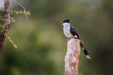Güney Afrika 'daki Kruger Ulusal Parkı' nda izole edilmiş bir kütüğün üzerinde duran Pied Cuculidae ailesinden Specie Clamator Jacobinus.