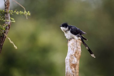 Pied Cuckoo standing on a log isolated in natural background in Kruger National park, South Africa ; Specie Clamator jacobinus family of Cuculidae clipart