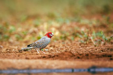 Güney Afrika Kruger Parkı 'ndaki su birikintisi boyunca duran kızıl saçlı Finch erkek; Estrildidae familyasından Specie Amadina erythrocephala.