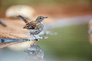 Kırmızı, Güney Afrika 'daki Kruger Ulusal Parkı' nda yansıması ile Robin 'i su birikintisi boyunca fırçaladı; Specie Cercotrichas löcophrys Musicapidae ailesi