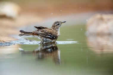 Kızıl, Güney Afrika 'daki Kruger Ulusal Parkı' nda yansıması olan Robin 'in su birikintisinde yıkanmasını destekledi; Specie Cercotrichas löcophrys Musicapidae ailesi