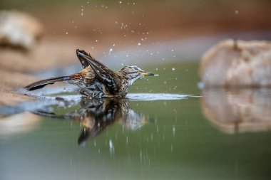 Kızıl, Güney Afrika 'daki Kruger Ulusal Parkı' nda yansıması olan Robin 'in su birikintisinde yıkanmasını destekledi; Specie Cercotrichas löcophrys Musicapidae ailesi