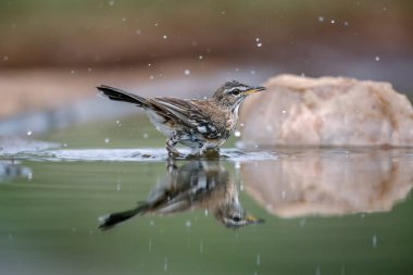 Kırmızı, Güney Afrika Kruger Ulusal Parkı 'ndaki su birikintisinde yıkanan Robin' i destekledi; Specie Cercotrichas löcophrys Musicapidae ailesi