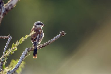 Güney Afrika 'daki Kruger Ulusal Parkı' nda, Laniiidae familyasından Specie Lanius Collurio 'nun arka ışıklandırma dalında duran kırmızı sırtlı Shrike.