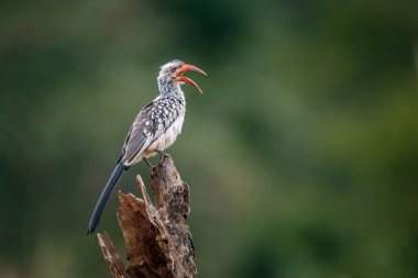 Güney Kırmızı gagalı Hornbill, Güney Afrika 'daki Kruger Ulusal Parkı' nda izole edilmiş kütüğe tünemişti; Bucerotidae 'deki Specie Tockus Rufirostris ailesi