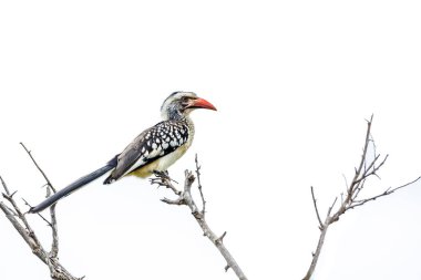 Güney Kırmızı gagalı Hornbill, Güney Afrika 'daki Kruger Ulusal Parkı' nda beyaz arka planda izole bir dal üzerinde duruyordu; Bucerotidae 'nin Specie Tockus Rufirostris ailesi