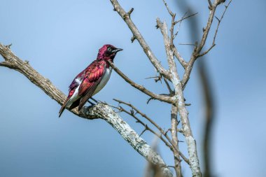 Violet, Güney Afrika 'daki Kruger Ulusal Parkı' nda mavi gökyüzünde soyutlanmış bir dalda duran sığırcıklı erkek; Sturnidae ailesinden Specie Cinnyricinclus löcogaster.