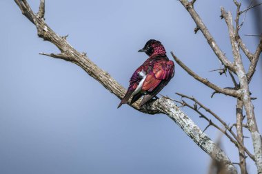 Violet, Güney Afrika 'daki Kruger Ulusal Parkı' nda mavi gökyüzünde soyutlanmış bir dalda duran sığırcıklı erkek; Sturnidae ailesinden Specie Cinnyricinclus löcogaster.