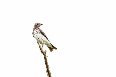 Violet backed starling immatiure isolated in white background in Kruger National park, South Africa ; Specie Cinnyricinclus leucogaster family of Sturnidae clipart