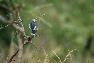 Güney Afrika 'daki Kruger Ulusal Parkı' nda bulunan beyaz tepeli Helmetshrike; Vangidae familyasından Specie Prionops.