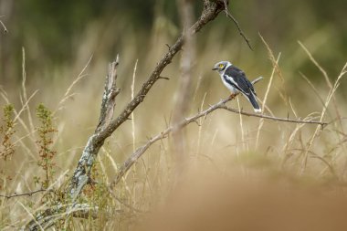 Güney Afrika 'daki Kruger Ulusal Parkı' nda bulunan beyaz tepeli Helmetshrike; Vangidae familyasından Specie Prionops.