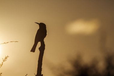 Güney Afrika 'daki Kruger Ulusal Parkı' nda günbatımı gökyüzünde beyaz cepheli arı yiyici silueti; Meropidae familyasının Specie Merops bullockoides ailesi