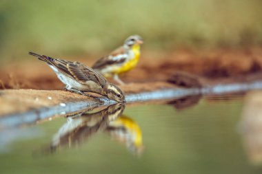 Yellow-throated Petronia drinking in  waterhole with reflection in Kruger National park, South Africa ; Specie Gymnoris superciliaris family of Passeridae clipart